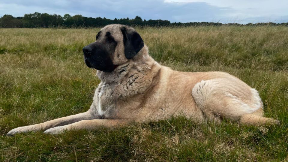 Turkish Kangal Dog